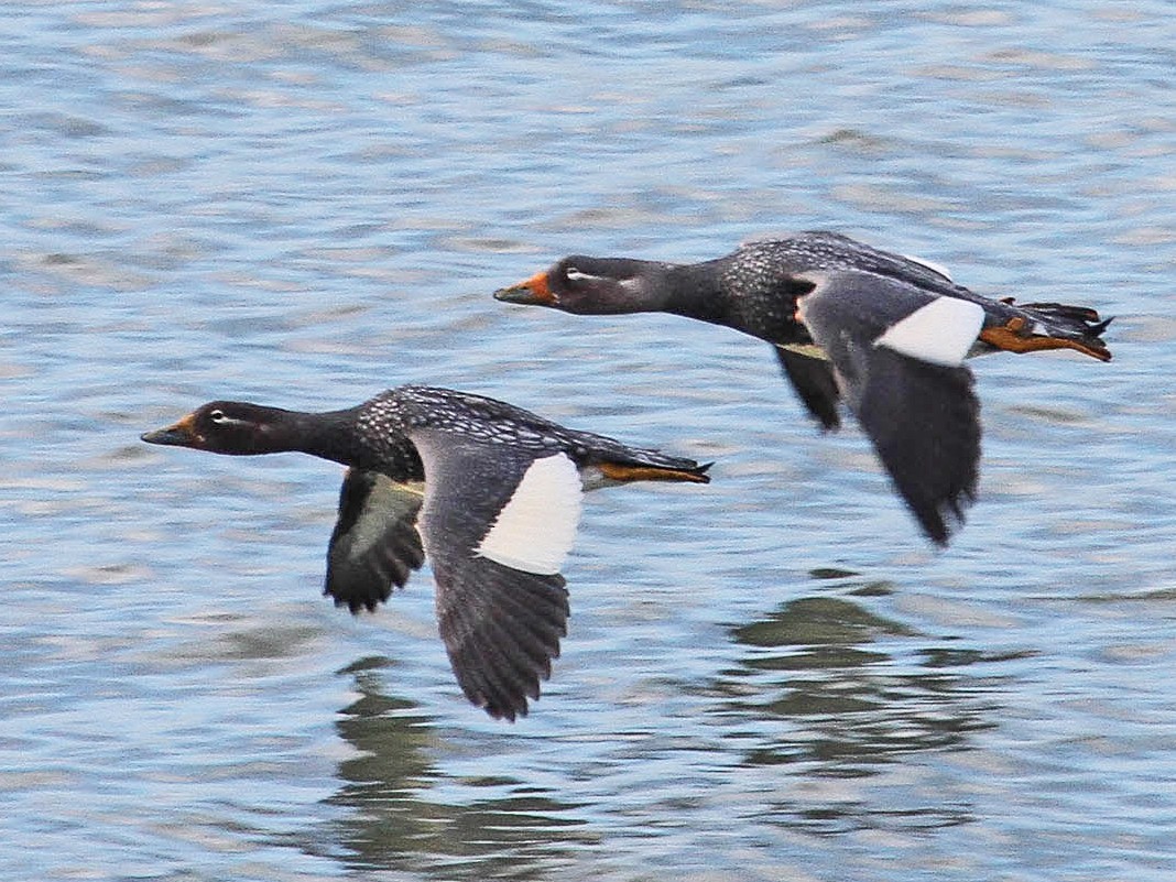 Flying SteamerDuck eBird