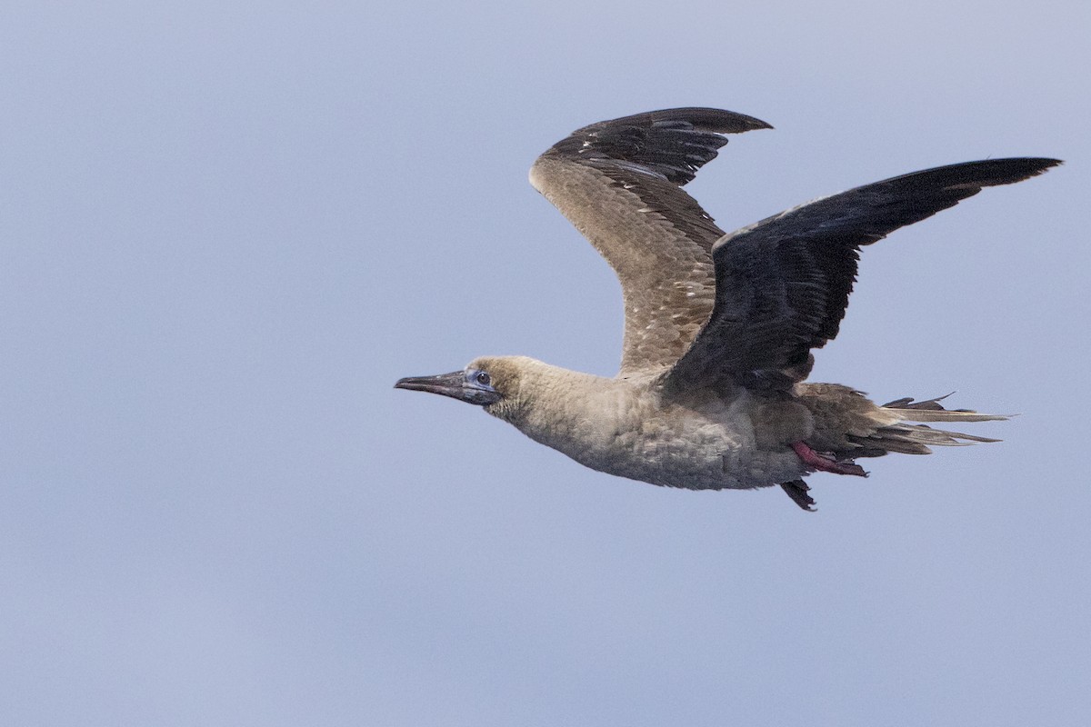 Red-footed Booby - ML115694781