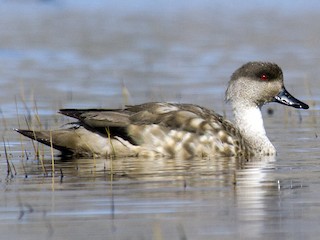  - Crested Duck