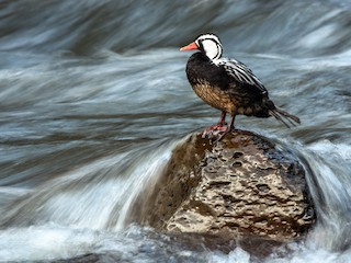  - Torrent Duck