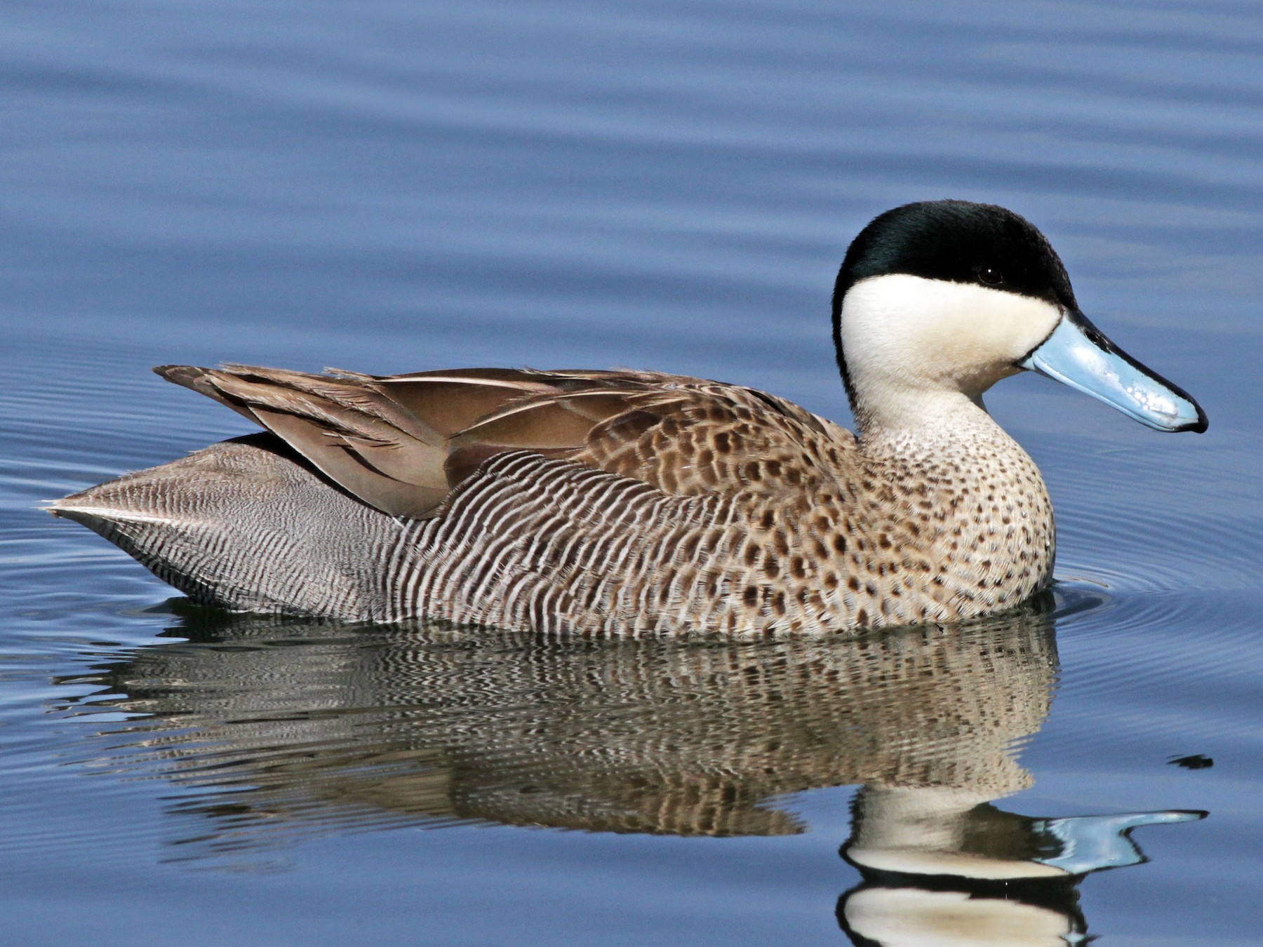 Puna Teal - Ian Davies