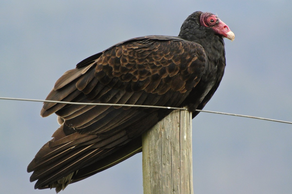 Turkey Vulture - George Gibbs