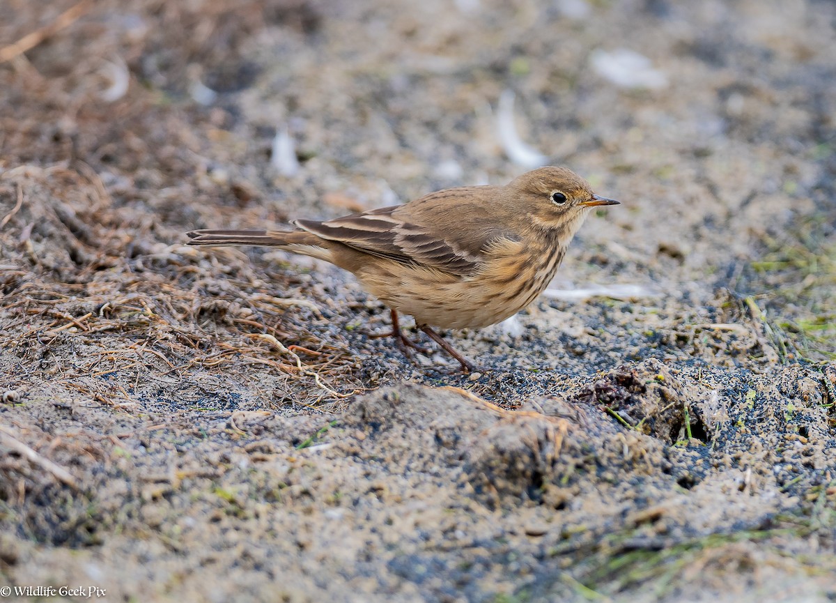 American Pipit - George Best