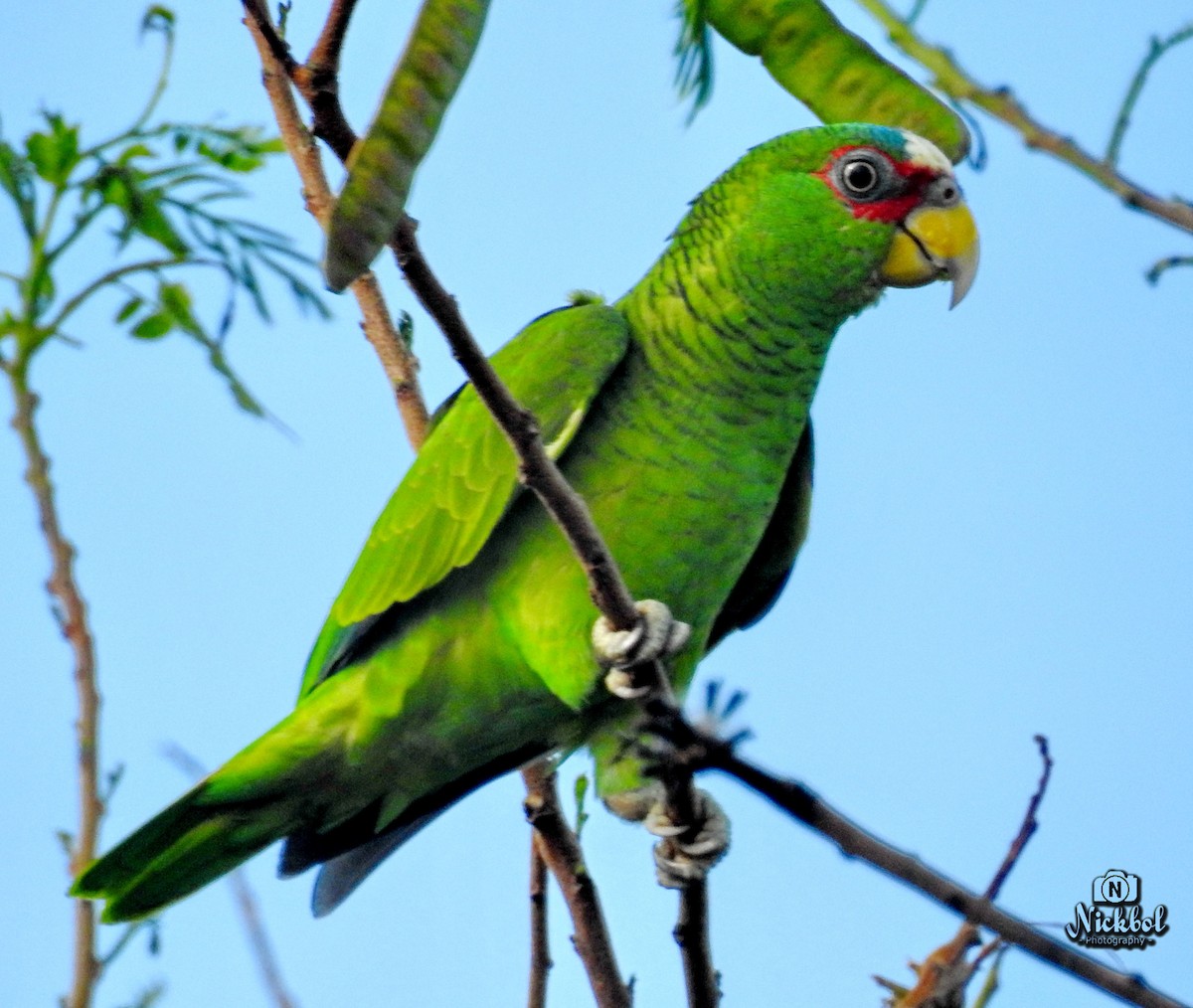 White-fronted Parrot - ML115700171