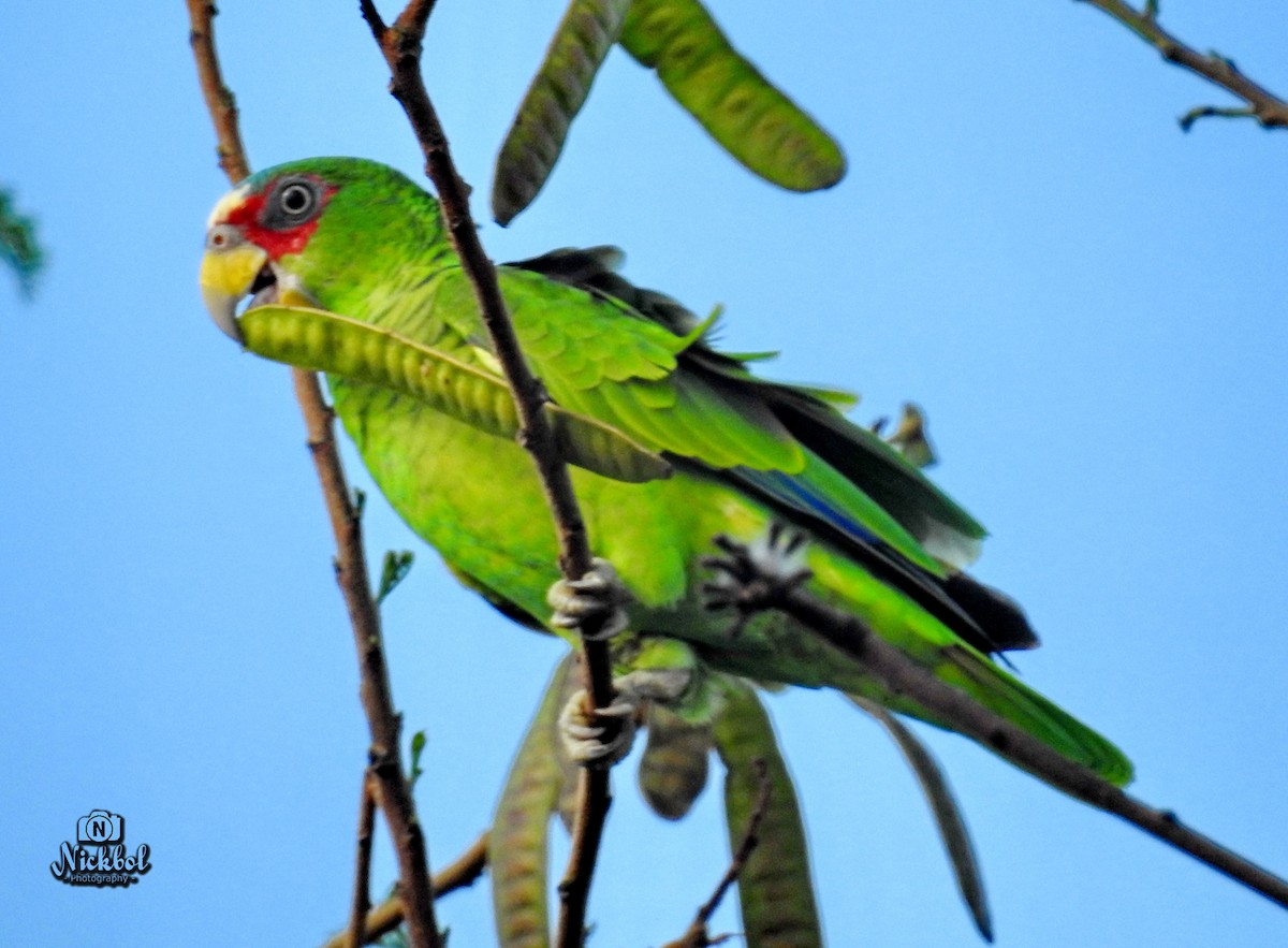 White-fronted Parrot - ML115700181
