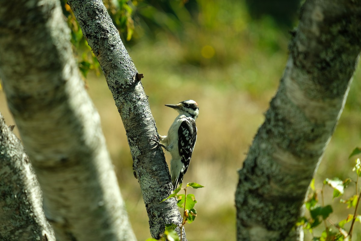 Hairy Woodpecker - Kerry Diskin