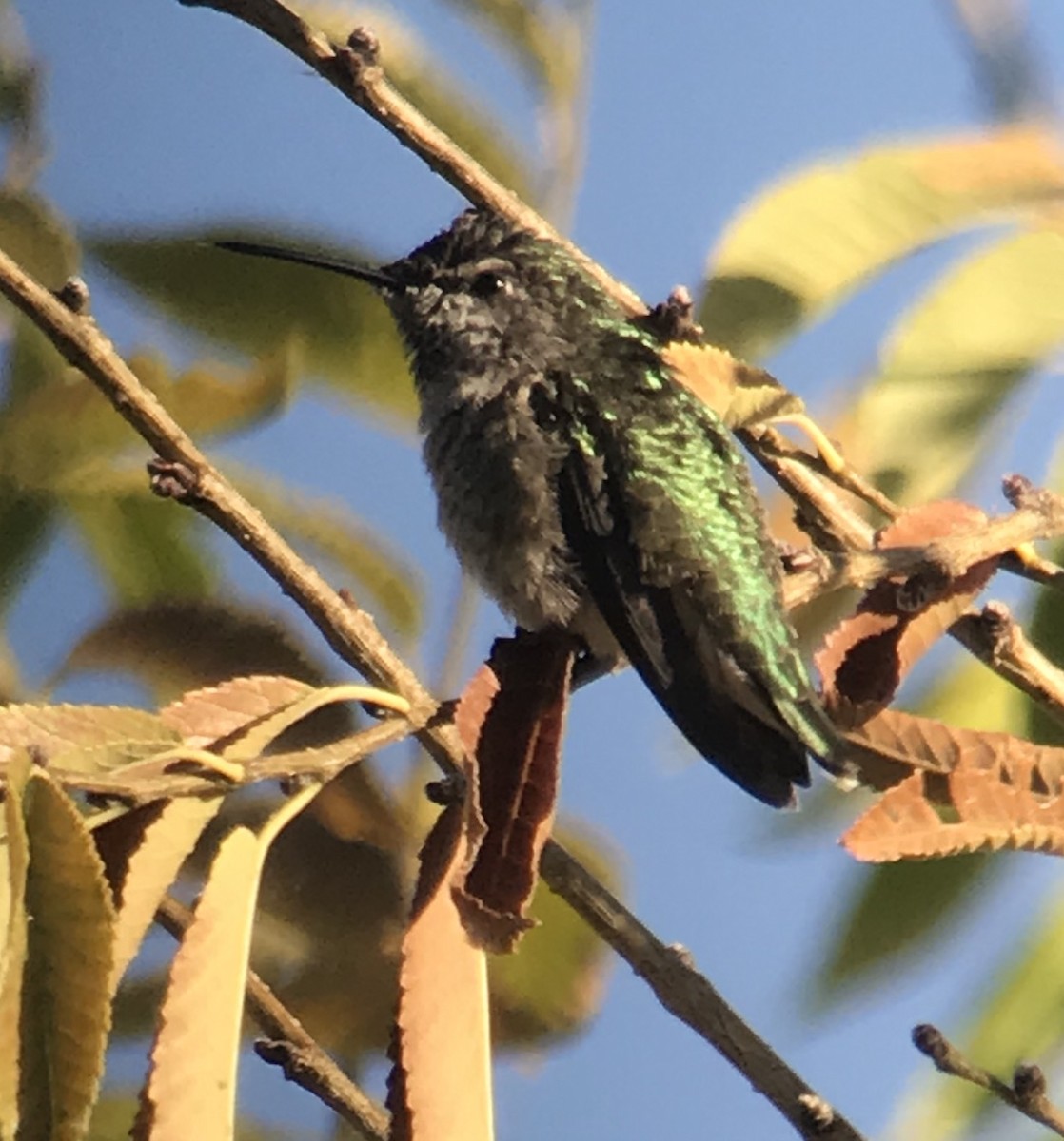 Anna's Hummingbird - ML115702971