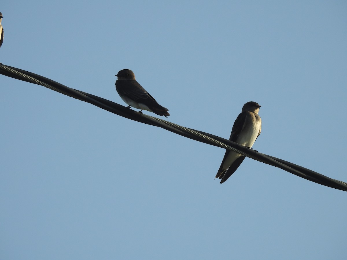 Northern Rough-winged Swallow - ML115703541