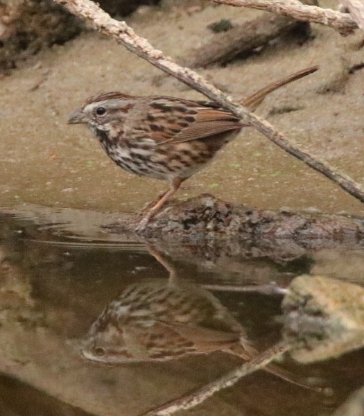 Song Sparrow - Larry Edwards