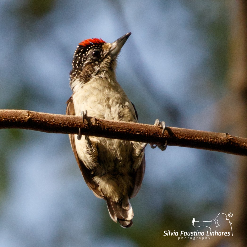 White-bellied Piculet (White-bellied) - ML115707601