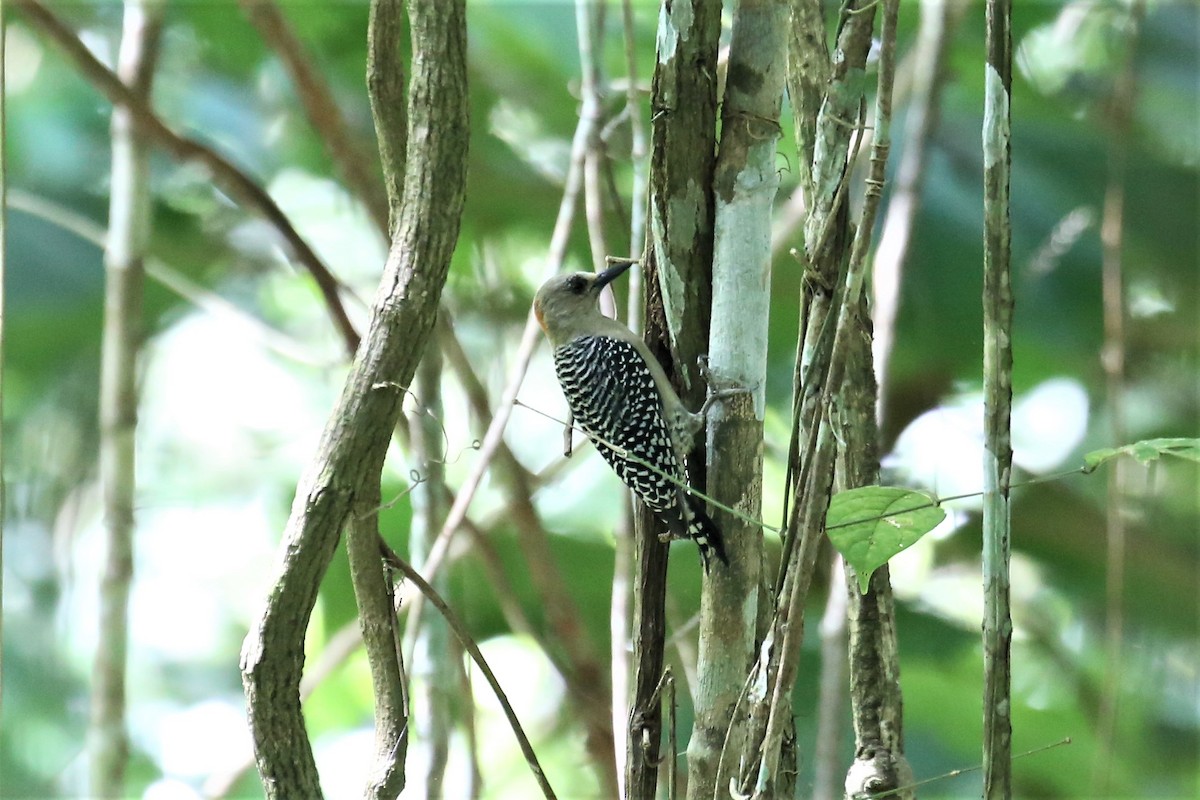 Red-crowned Woodpecker - ML115713141