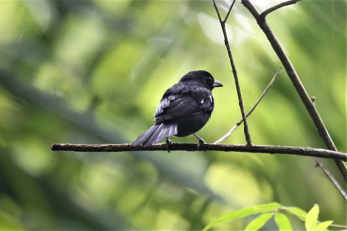 White-shouldered Tanager - ML115713191