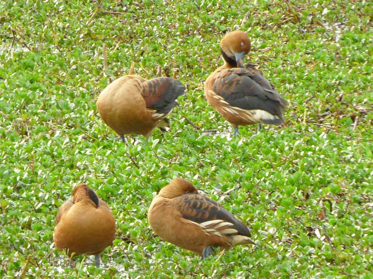 Fulvous Whistling-Duck - Carlos Agulian