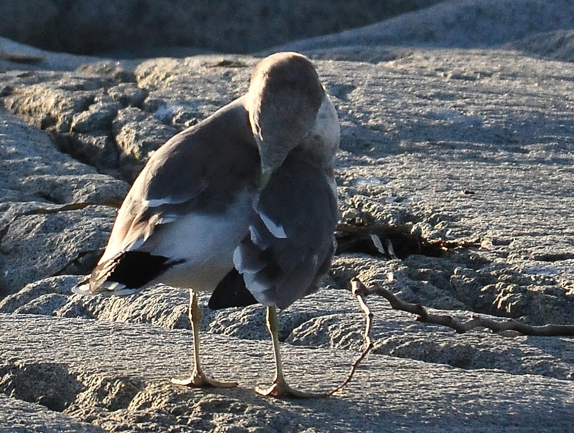 Black-tailed Gull - ML115725321