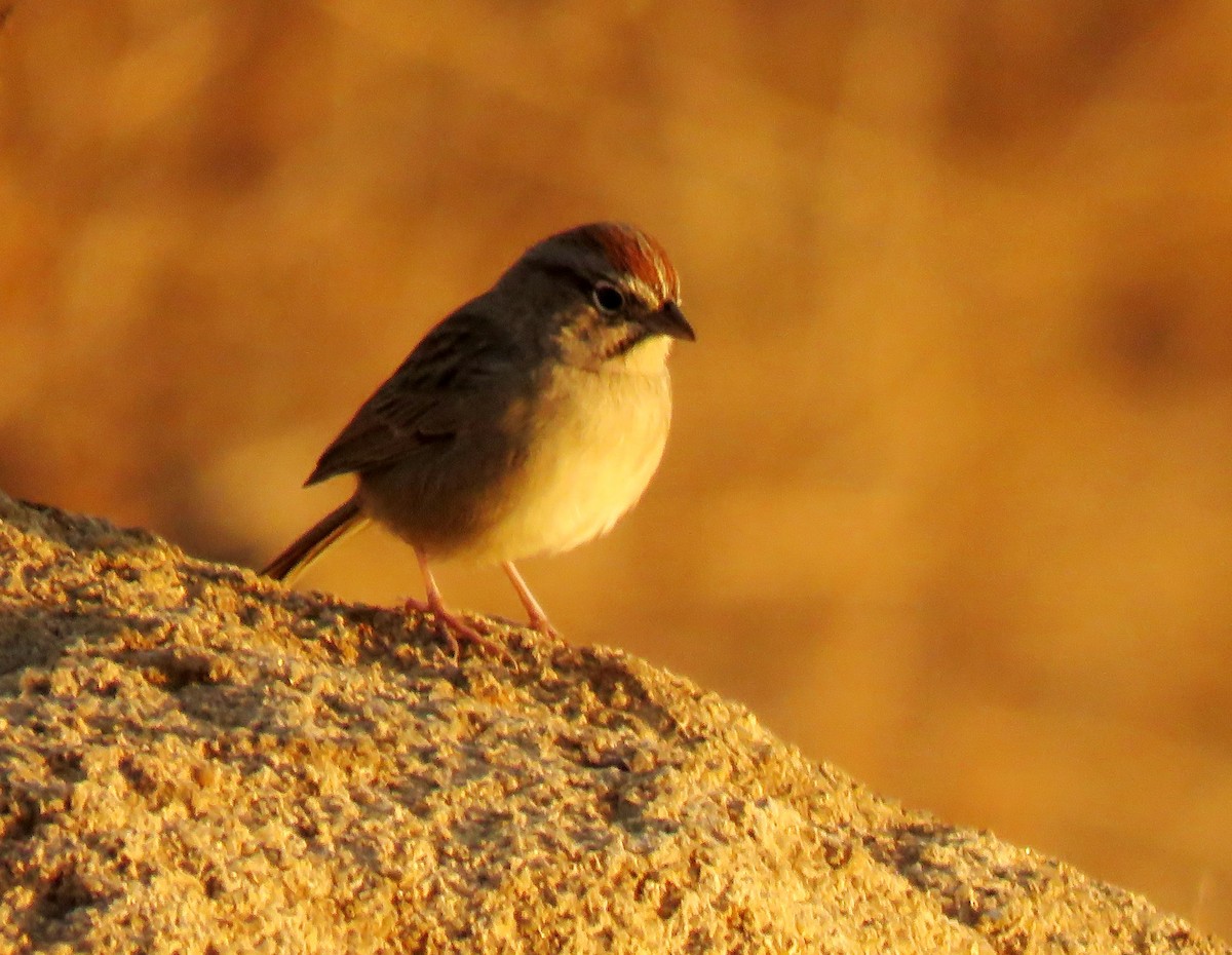 Rufous-crowned Sparrow - ML115726621