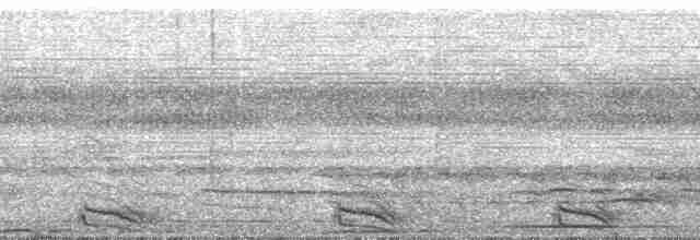 Band-tailed Antshrike - ML115727