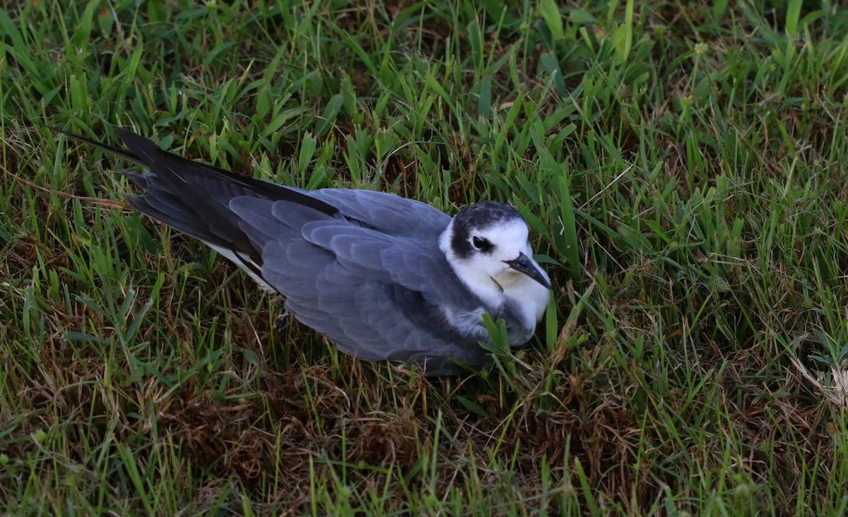 Black Tern (American) - Laura Hammett
