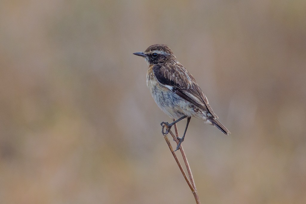 Whinchat - ML115730111