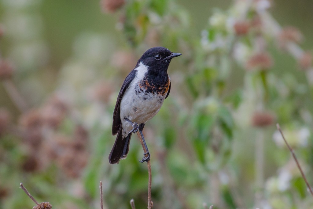 African Stonechat - ML115730241