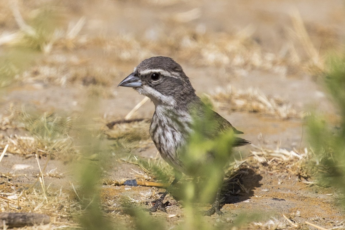 Black-throated Sparrow - David Levasheff