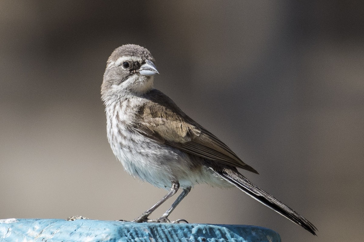 Black-throated Sparrow - ML115731681