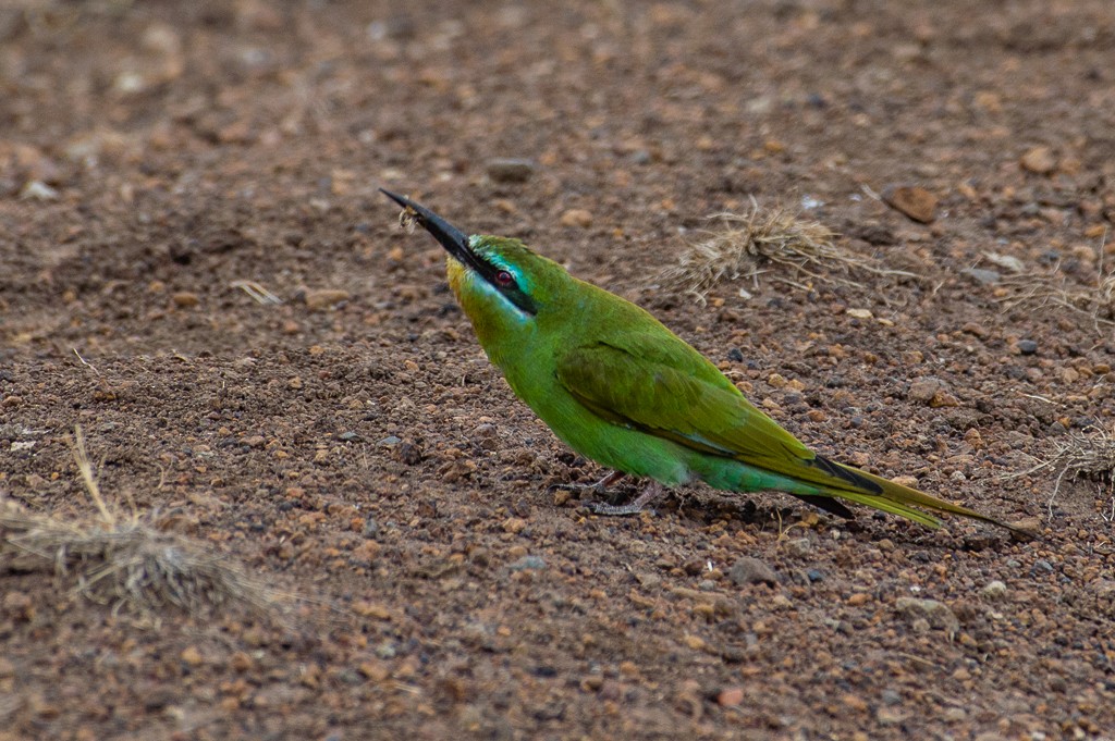 Blue-cheeked Bee-eater - ML115731741