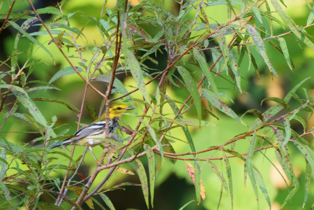Black-throated Green Warbler - irina shulgina