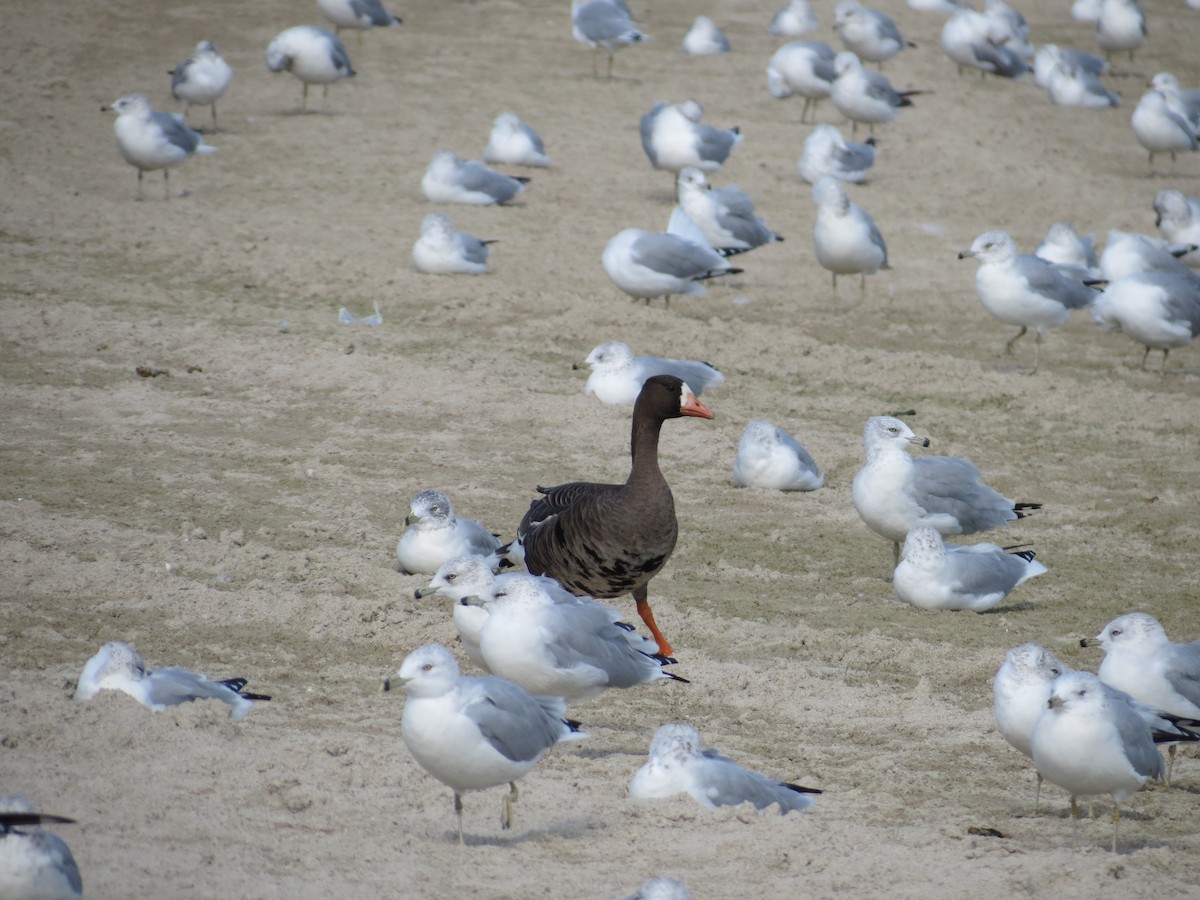 Greater White-fronted Goose - Janice Farral