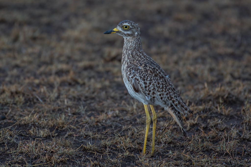 Spotted Thick-knee - ML115740681