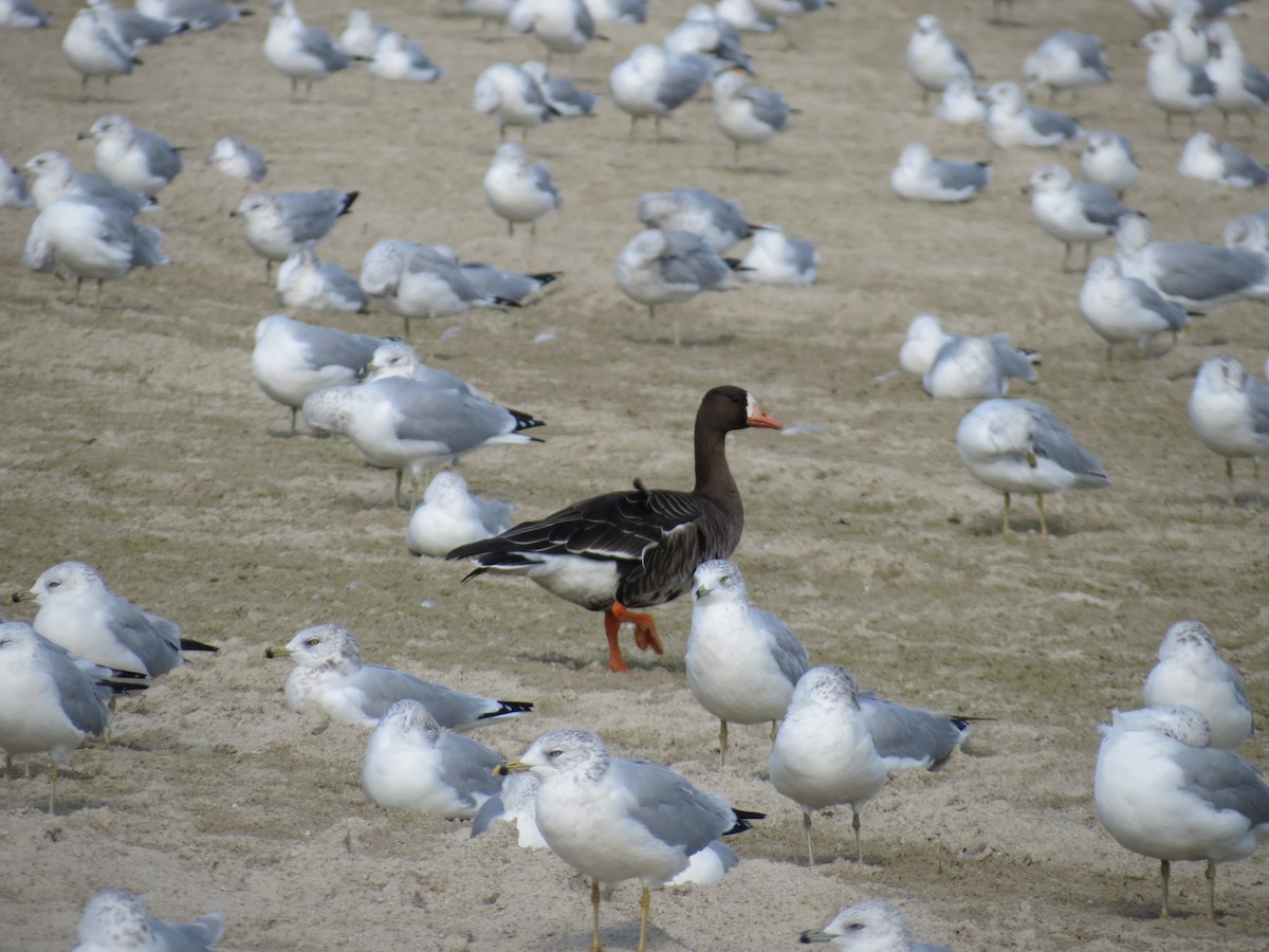 Greater White-fronted Goose - ML115740731
