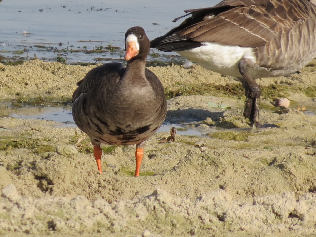 Greater White-fronted Goose - ML115741281