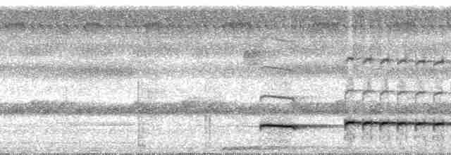 Graubrust-Ameisendrossel - ML115742