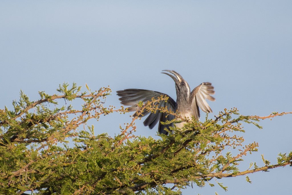 African Gray Hornbill - Roberto Dall Agnol