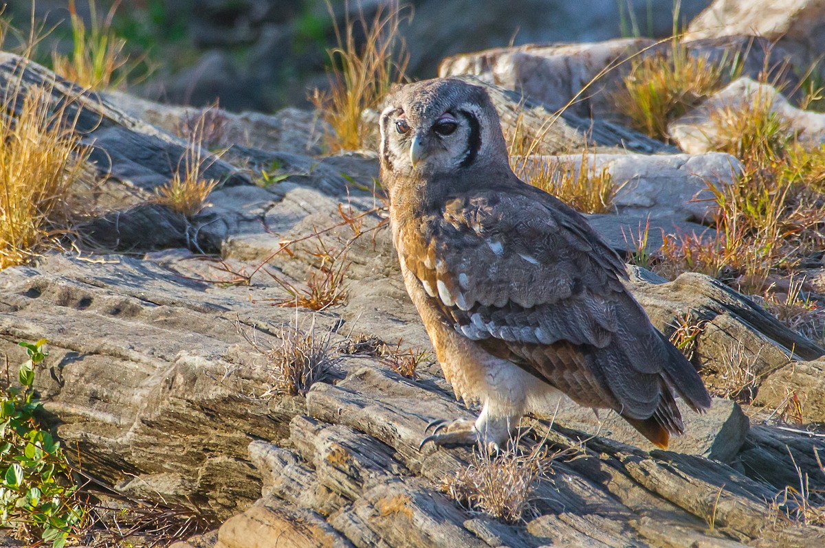Verreaux's Eagle-Owl - Roberto Dall Agnol