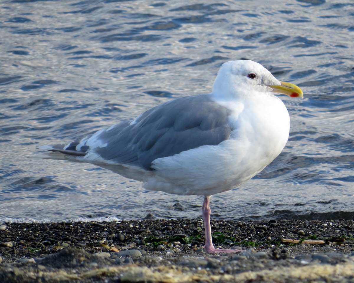 Western x Glaucous-winged Gull (hybrid) - Pam Campbell
