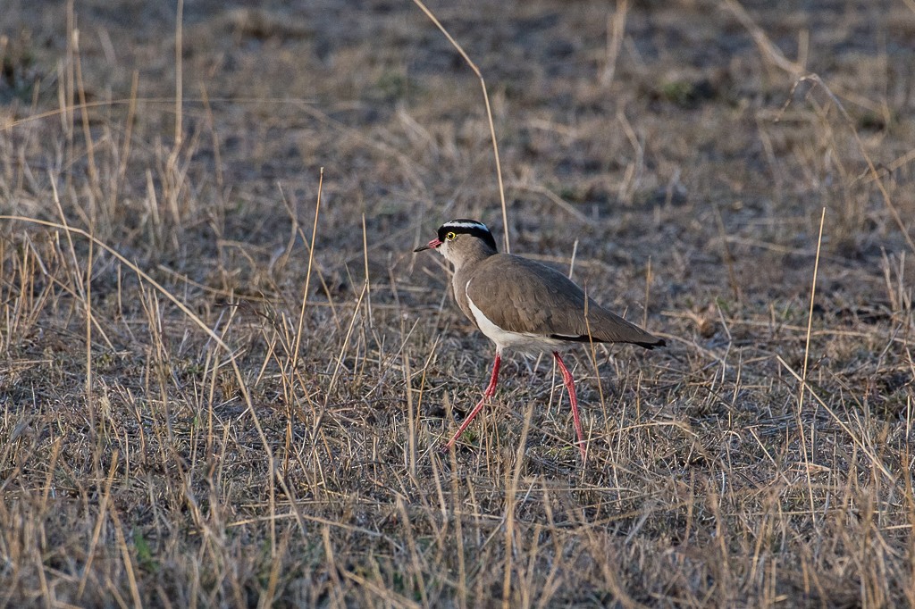 Crowned Lapwing - ML115746911