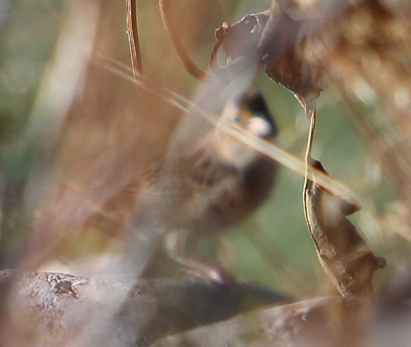 Grasshopper Sparrow - Cullen Clark