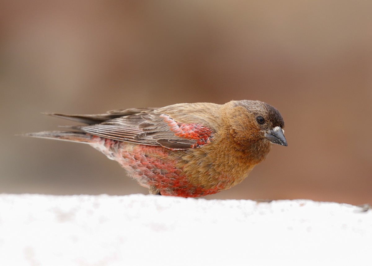 Brown-capped Rosy-Finch - ML115750371