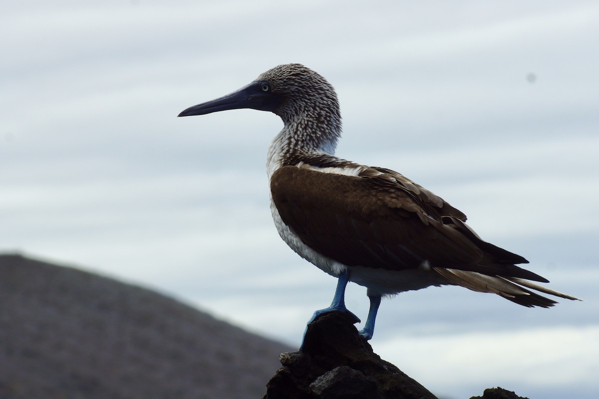 Blue-footed Booby - ML115750591