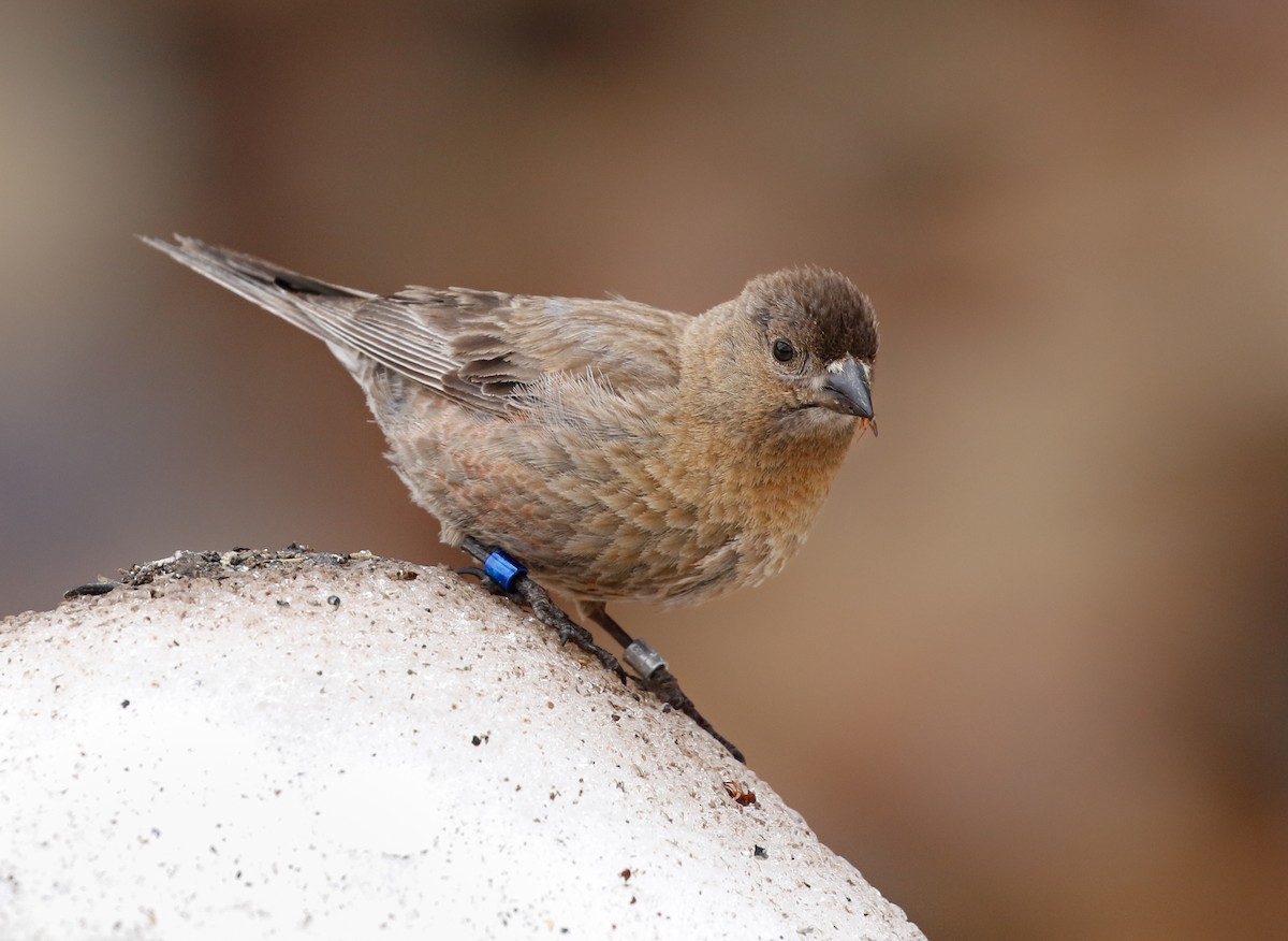 Brown-capped Rosy-Finch - ML115751571