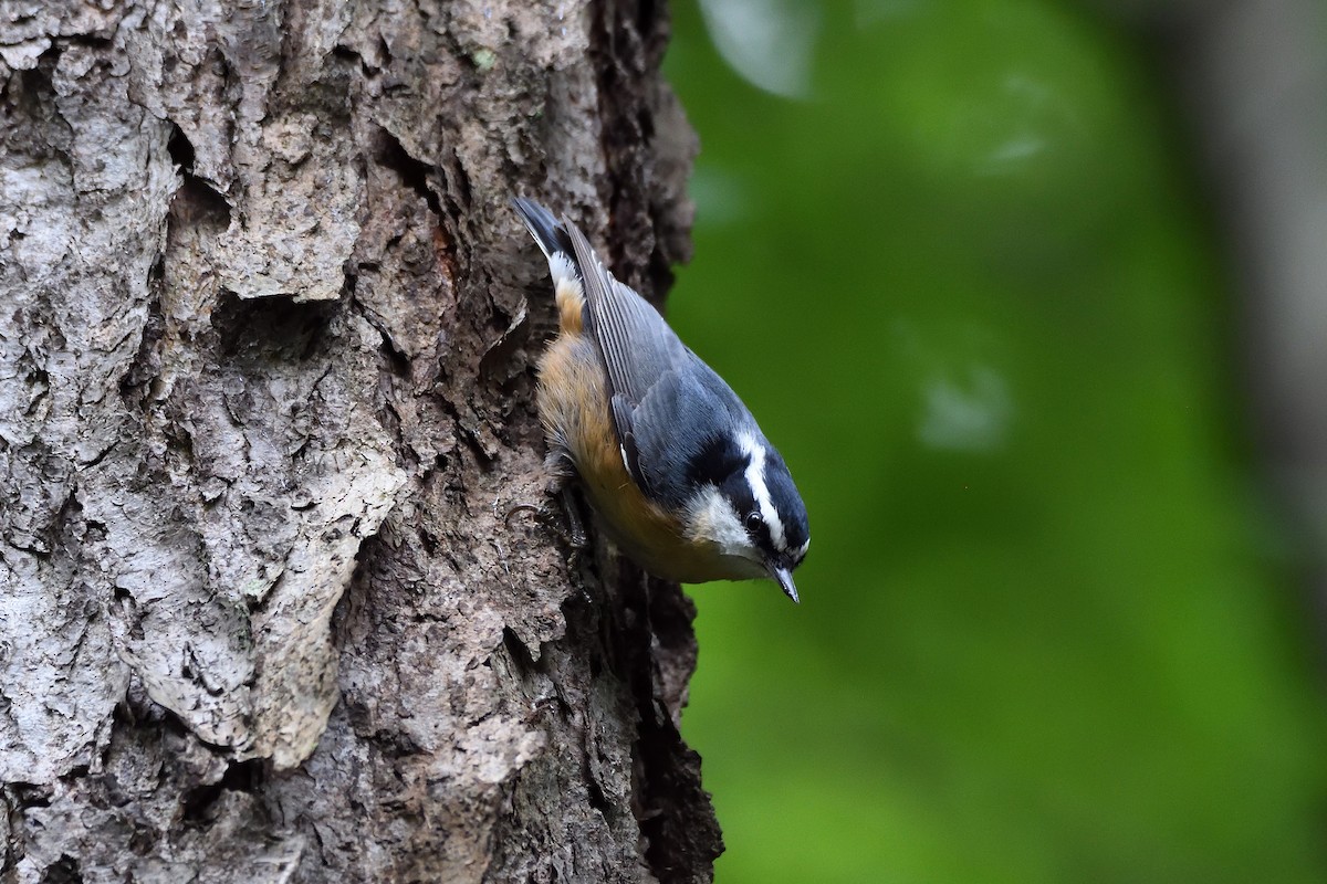 Red-breasted Nuthatch - ML115756101