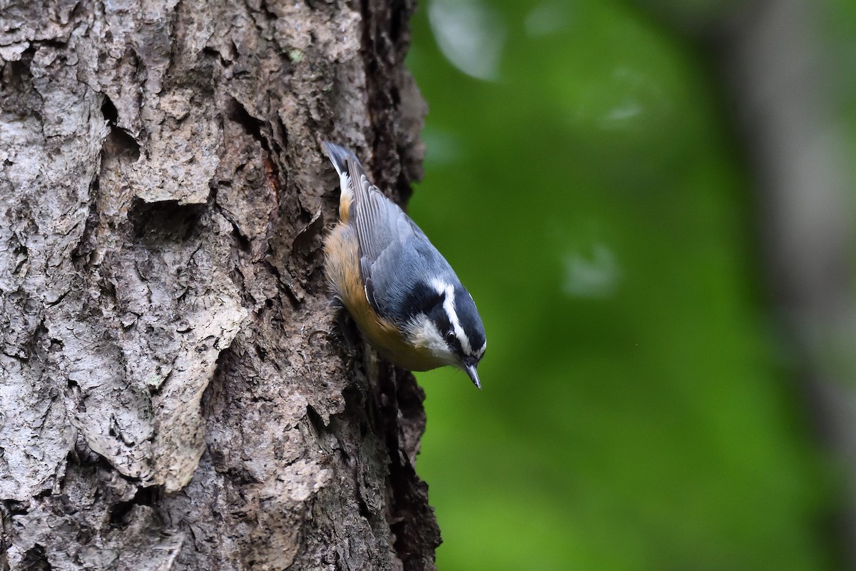 Red-breasted Nuthatch - ML115756121