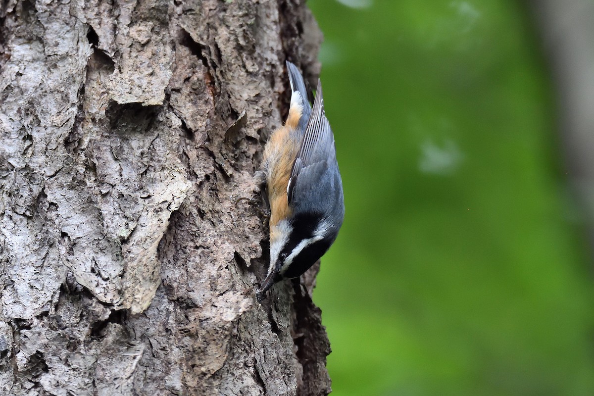 Red-breasted Nuthatch - ML115756131