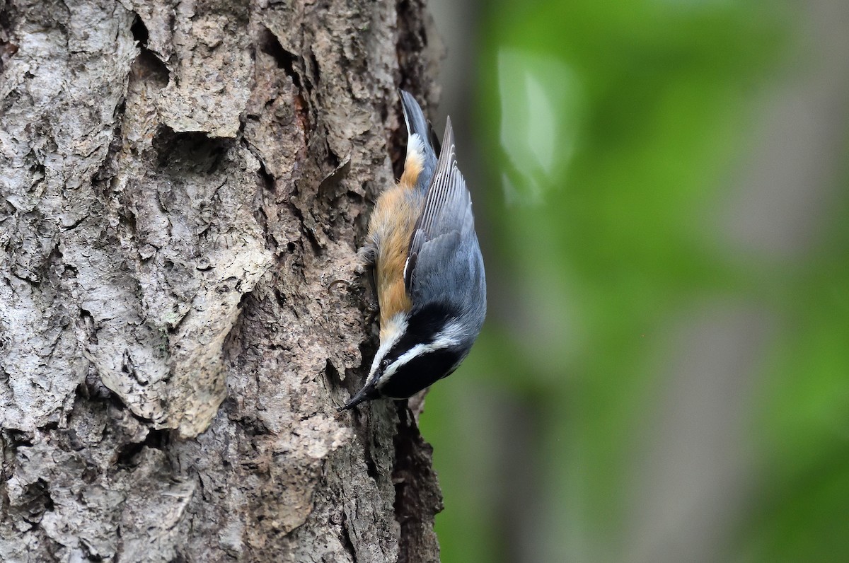 Red-breasted Nuthatch - ML115756151