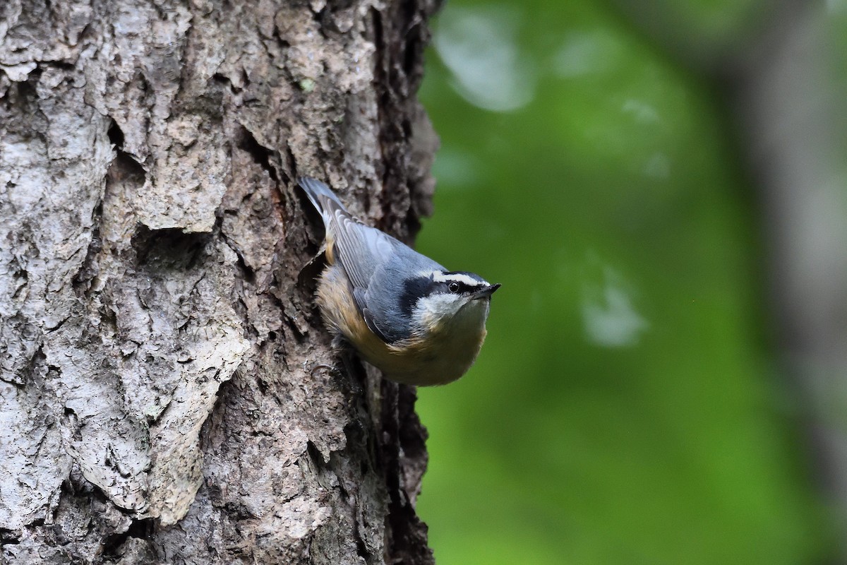 Red-breasted Nuthatch - ML115756161