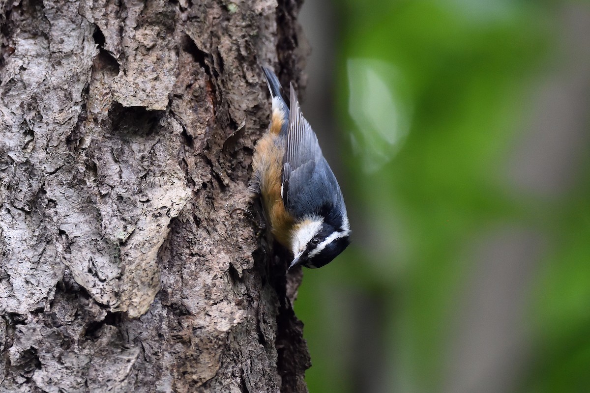 Red-breasted Nuthatch - ML115756211