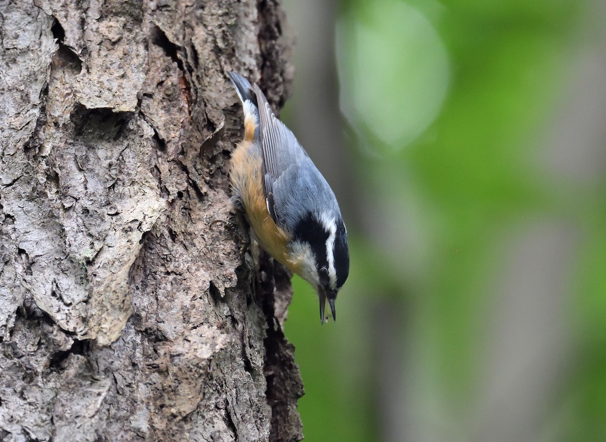 Red-breasted Nuthatch - ML115756221