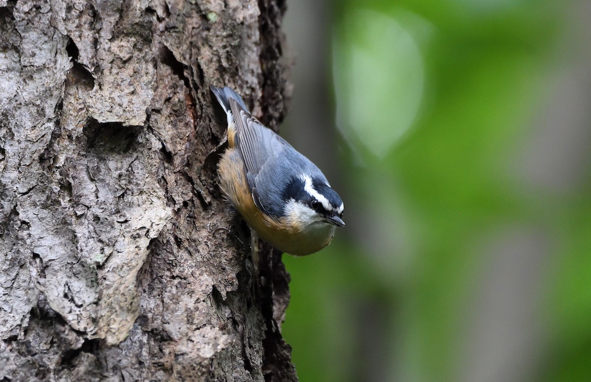 Red-breasted Nuthatch - ML115756271