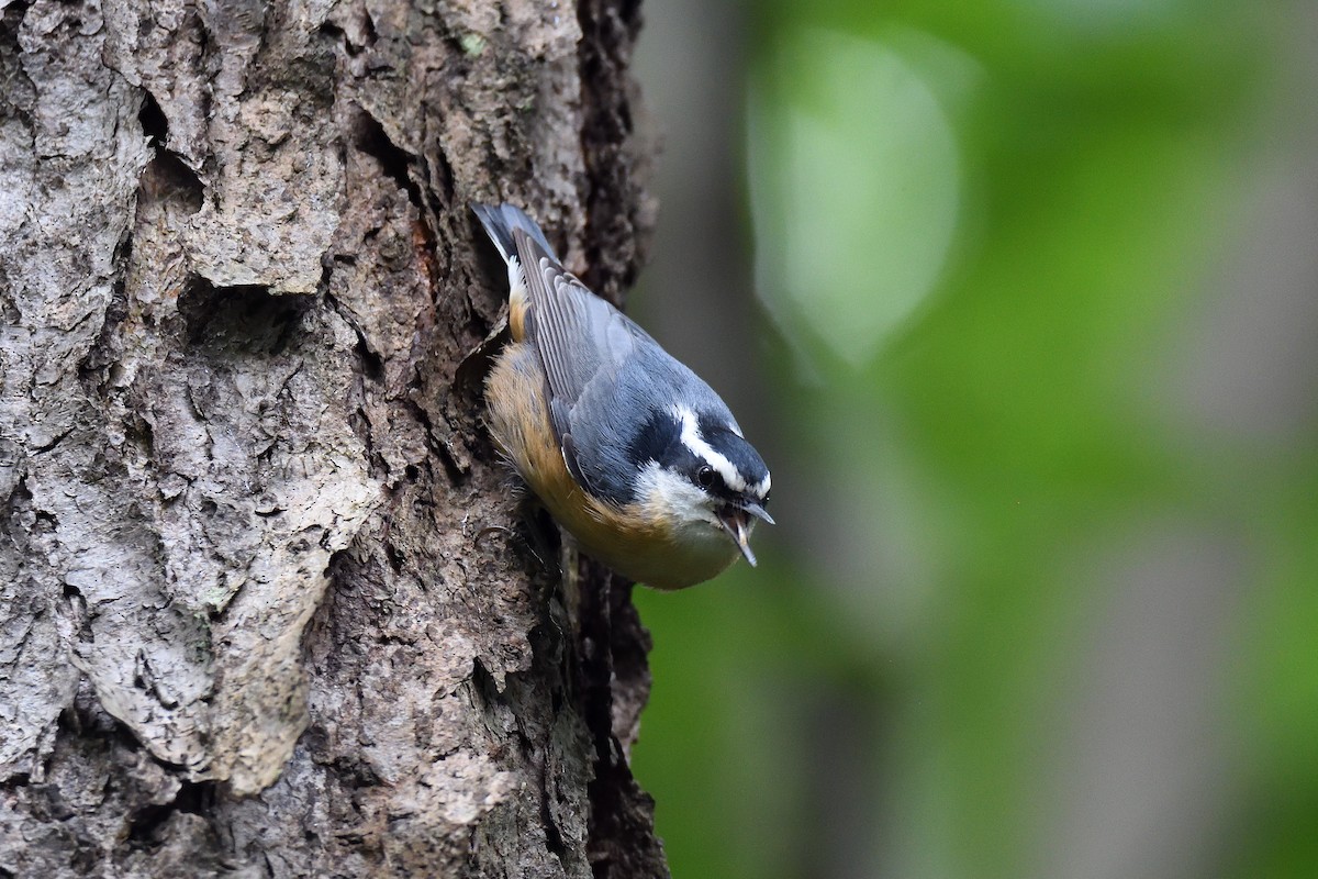 Red-breasted Nuthatch - ML115756311
