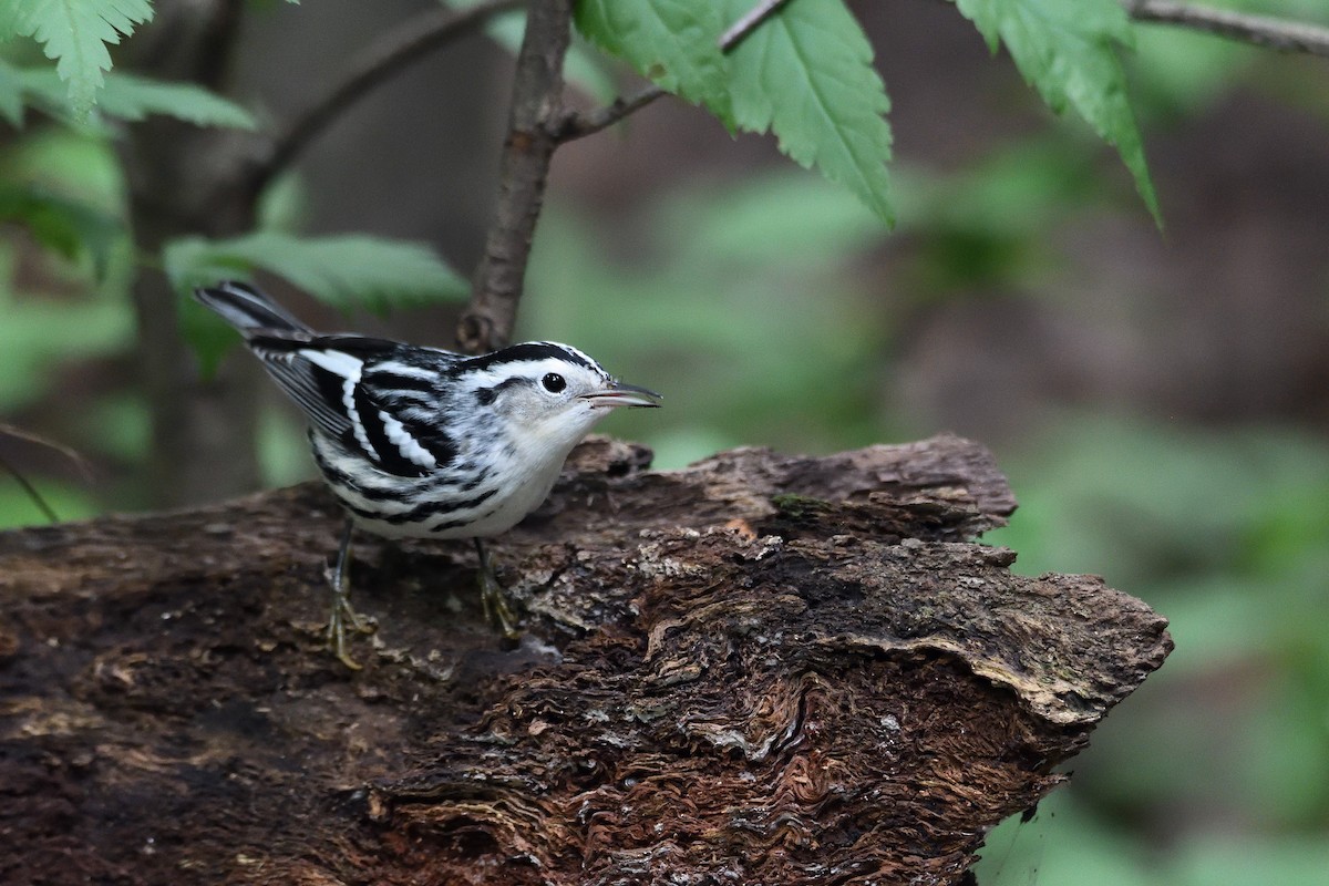 Black-and-white Warbler - ML115756391